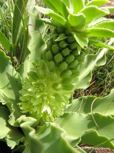 Fleur d'ananas — Bild 1