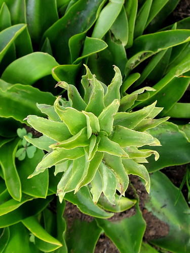 Fleur d'ananas — Bild 5