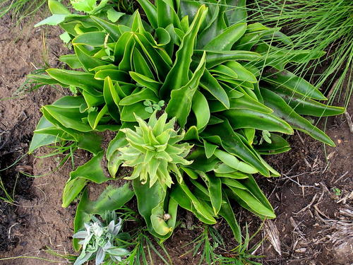 Fleur d'ananas — Bild 4