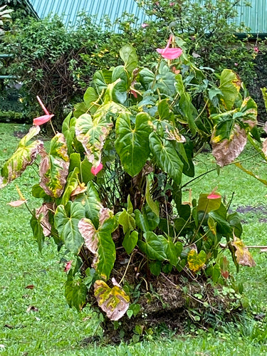 Anthurium — Bild 3