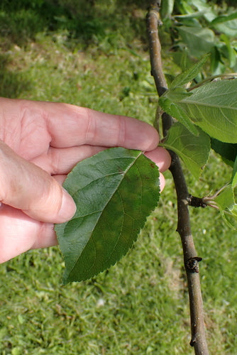 pommier — Bild 5
