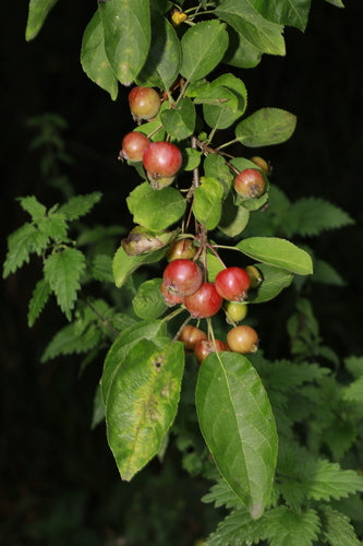pommier — Bild 2