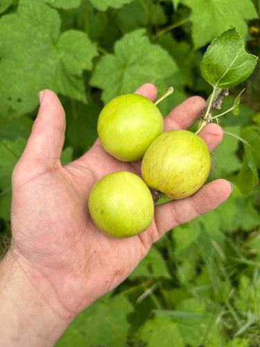 pommier — Bild 3