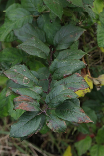 pommier — Bild 4