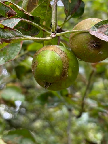 Tenthrède du pommier — Bild 2