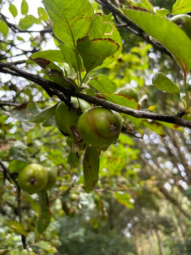 Tenthrède du pommier — Bild 1