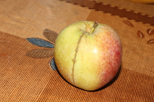 Tenthrède du pommier — photo 1 sur 3