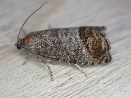 Carpocapse de la pomme — Bild 3