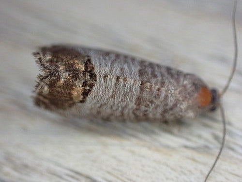 Carpocapse de la pomme — Bild 2
