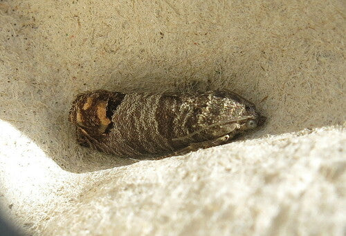 Carpocapse de la pomme — Bild 5