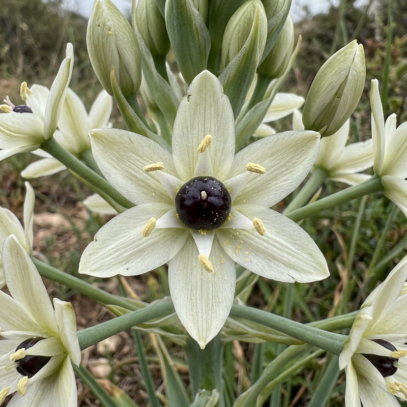 Arabischer Milchstern (Ornithogalum arabicum), illustration IA