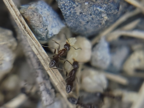 Argentinische Ameise - Bild 3