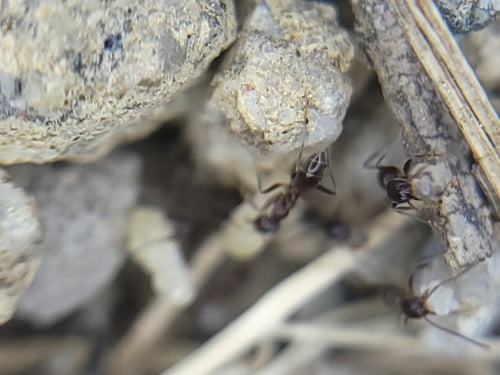 Argentinische Ameise - Bild 7