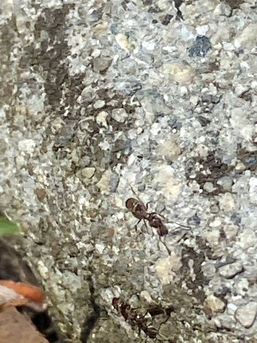 Argentinische Ameise - Bild 2