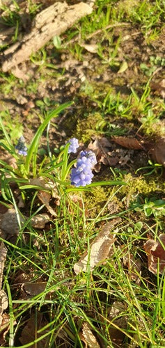 Jacinthe de raisin arménienne — Bild 5