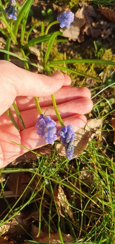 Jacinthe de raisin arménienne — Bild 4