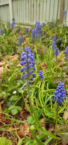 Jacinthe de raisin arménienne — Bild 2
