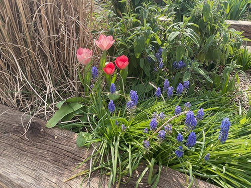Jacinthe de raisin arménienne — Bild 3