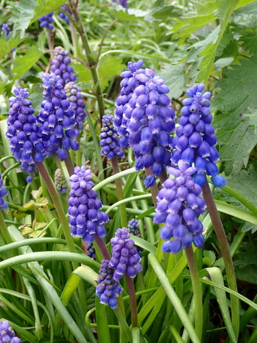 Jacinthe de raisin arménienne — photo 3 sur 10