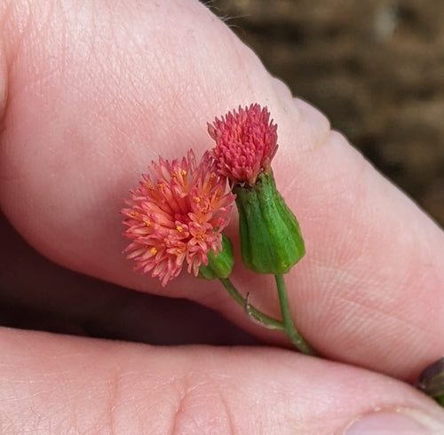 arnica — photo 3 sur 8