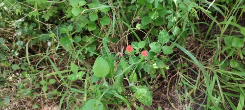 arnica — Bild 4