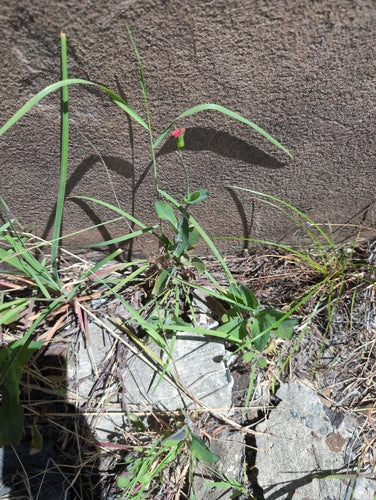 arnica — Bild 5