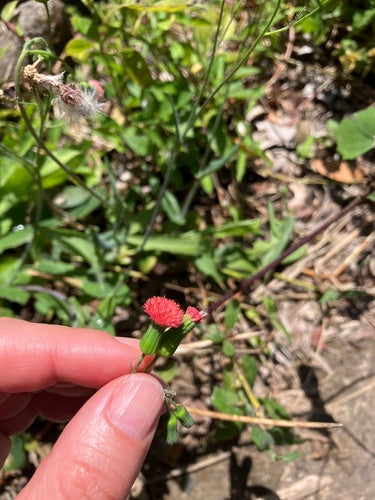 arnica — Bild 3