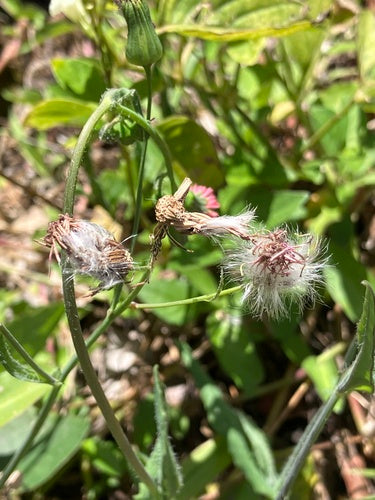 arnica — Bild 2