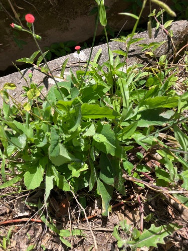 arnica — Bild 1