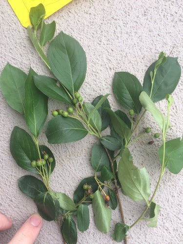 Aronia — Bild 1