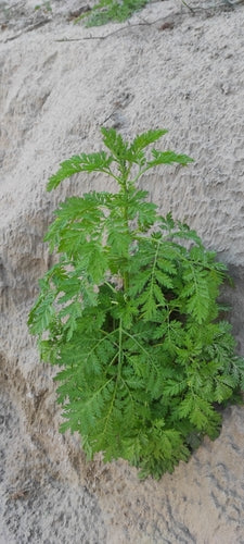 Artemisia Annua — Bild 3
