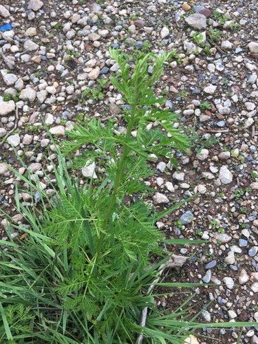 Artemisia Annua — photo 2 sur 9