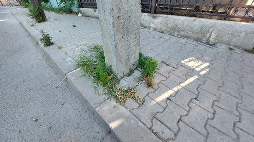 Artemisia Annua — photo 5 sur 9