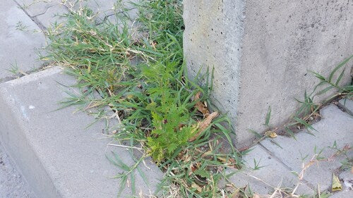 Artemisia Annua — photo 4 sur 9
