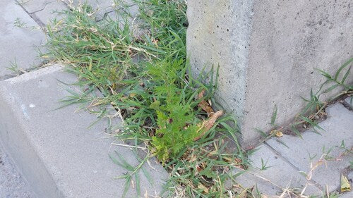 Artemisia Annua — photo 3 sur 9
