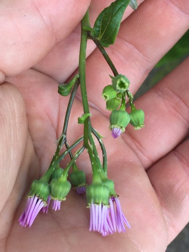 Fleur de cendre — photo 4 sur 10