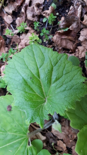 Fleur de cendre — photo 3 sur 10