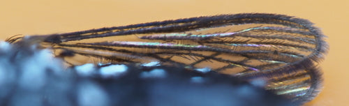 Moustique tigre asiatique — Bild 4