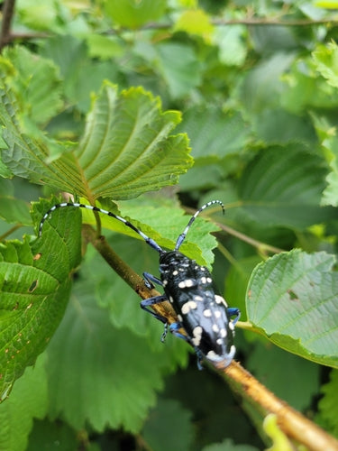 Longicorne asiatique — photo 2 sur 2