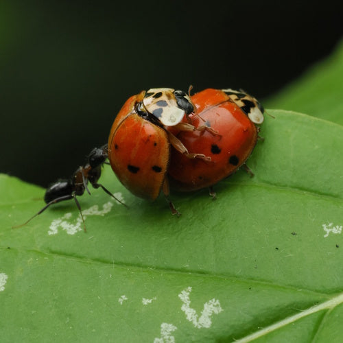 Coccinelle asiatique — Bild 2
