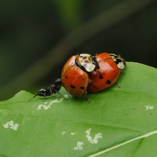 Coccinelle asiatique — Bild 3