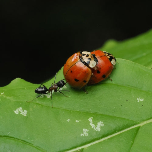 Coccinelle asiatique — Bild 5