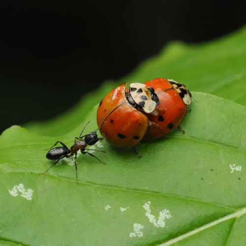 Coccinelle asiatique — Bild 4