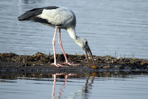 Gapbill asiatique — photo 3 sur 8