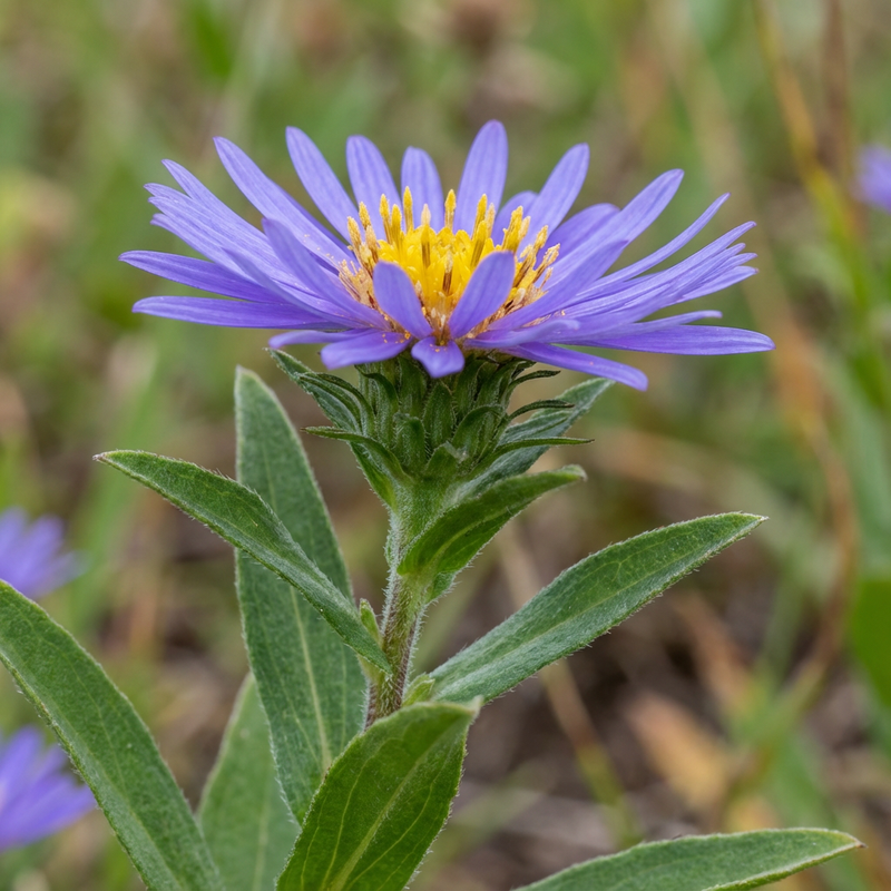 Asters