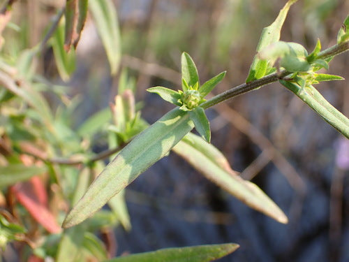 Asters — Bild 4