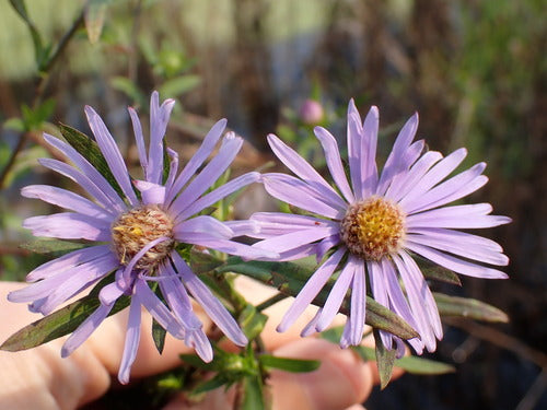 Asters — Bild 5