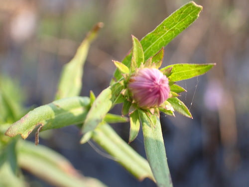 Asters — Bild 3