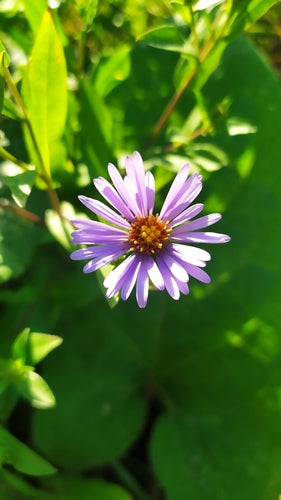 Asters — Bild 1