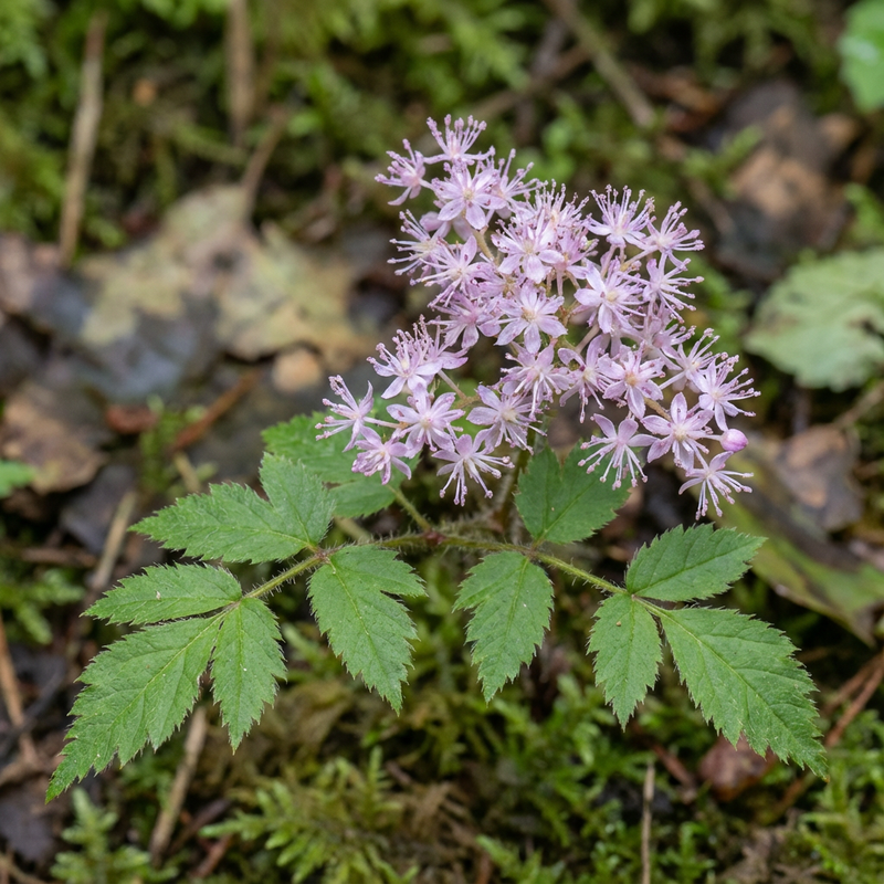 Astilbène